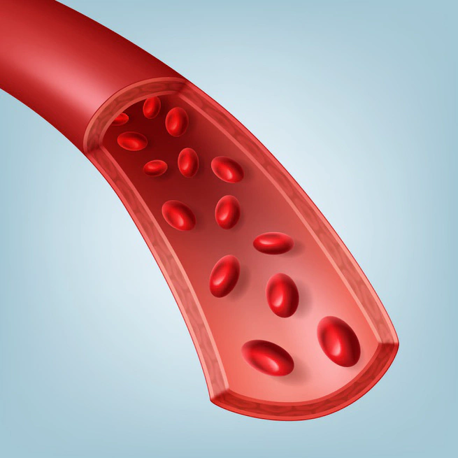 Why Blood Vessel Health Is the New Marker of Longevity