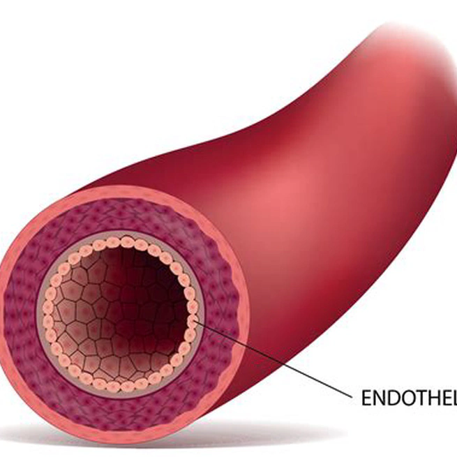 The Silent Disruptor - How Endothelial Dysfunction Fuels Chronic Health Issues